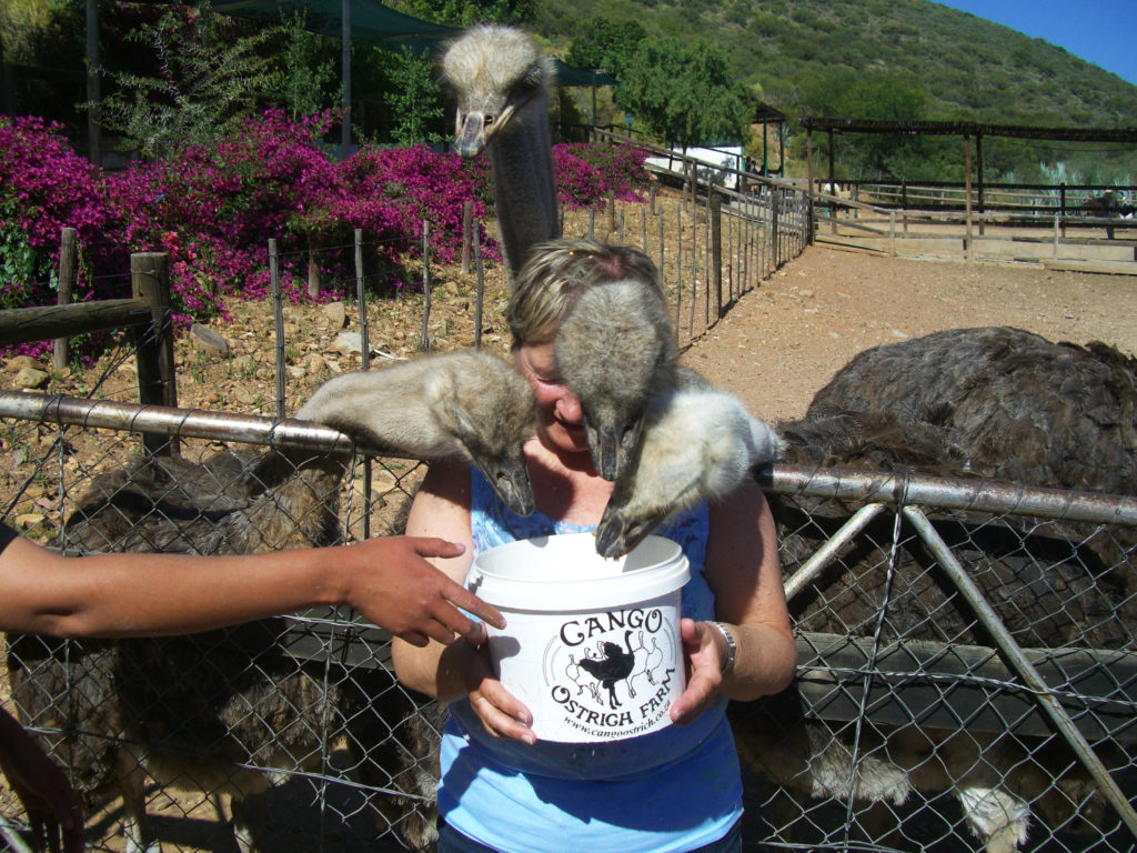 Karoo – Oudtshoorn – Straußenfarmen 340 km