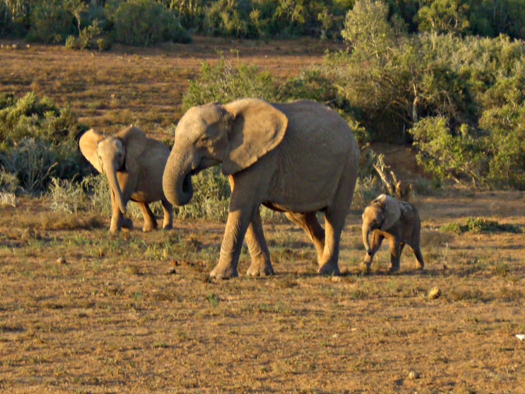 Garden Route – Surfer Paradies J’Bay – Addo Elephant Nationalpark 230 km