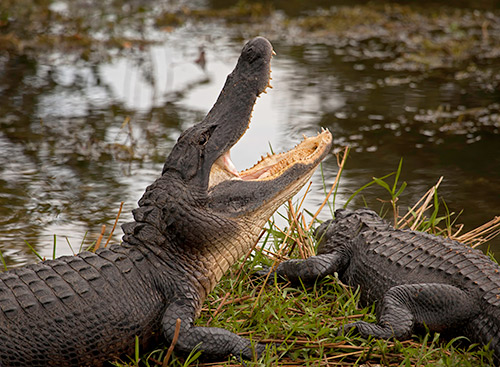 Everglades – Alligatoren – Florida Keys 260 km